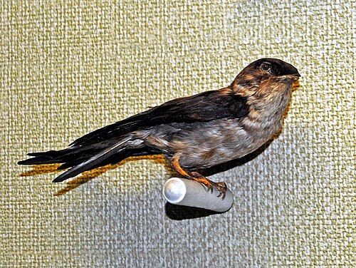 Edible-nest swiftlet